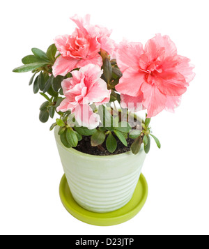 Schöne blühende Azalee Blüte in einem Blumentopf Stockfoto