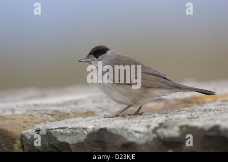 Männliche Mönchsgrasmücke Sylvia Atricapilla auf Migration, Shetland, Scotland, UK Stockfoto