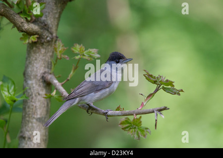 Männliche Mönchsgrasmücke Sylvia atricapilla Stockfoto