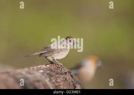 Weibliche Mönchsgrasmücke Sylvia atricapilla Stockfoto