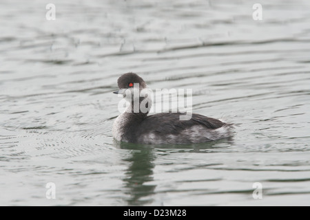 Schwarz-necked Grebe Podiceps Nigricollis (auch bekannt als Eared Grebe) im Winterkleid, UK Stockfoto