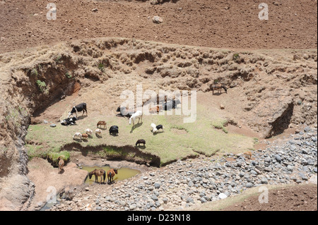 Mangudo, Äthiopien, Bauernhoftiere an einer Wasserstelle Stockfoto