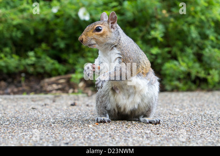 Grauhörnchen (Sciurus Carolinensis) Blick in die Kamera hautnah Stockfoto