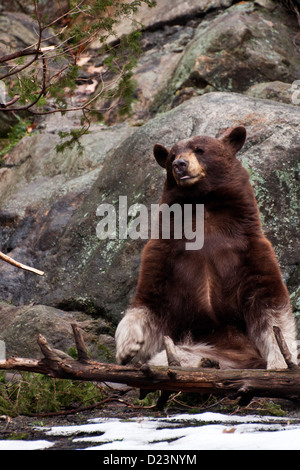 Amerikanische Schwarzbären (Ursus Americanus) Stockfoto