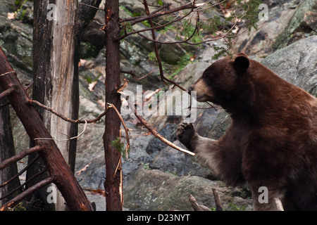 Amerikanische Schwarzbären (Ursus Americanus) Stockfoto