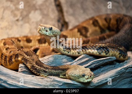 Holz-Klapperschlangen Stockfoto