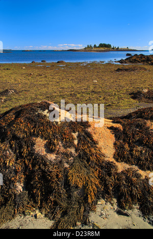 Geary's Beach Stadtpark, Vinalhaven Island, Maine, USA Stockfoto