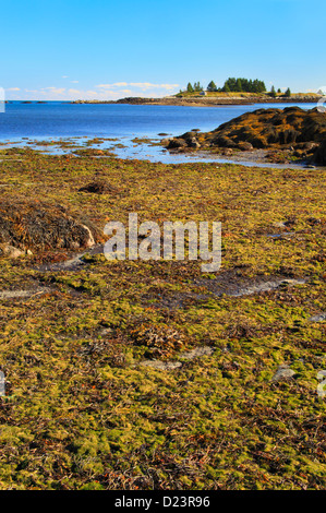 Geary's Beach Stadtpark, Vinalhaven Island, Maine, USA Stockfoto