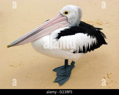 Australischer Pelikan (Pelecanus Conspicillatus) am Strand, Moreton Island National Park, Queensland, Australien Stockfoto