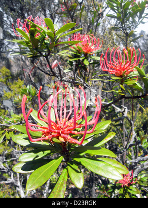 Tasmanischen Waratah (Telopea Truncata) Blüte am Lake St Clair, Cradle Mt-Lake St. Clair National Park, Tasmanien, Australien Stockfoto