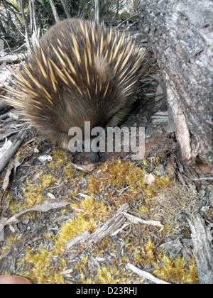 Ameisenigel Graben für Ameisen neben Fäulnis Log, Lake St Clair, Cradle Mt-Lake St. Clair National Park, Tasmanien, Australien Stockfoto