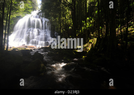 Nelson verliebt sich in Sonnenschein, Wild Rivers National Park, Tasmanien, Australien Stockfoto