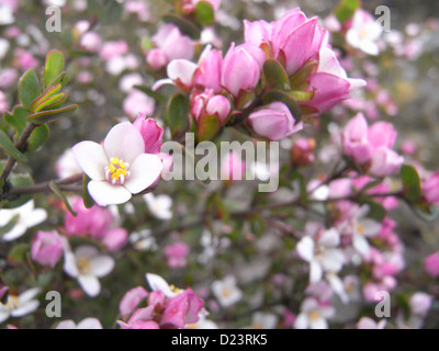 Boronia SP. Blüte auf Buttongrass moor, Cradle Mt-Lake St. Clair National Park, Tasmanien, Australien Stockfoto