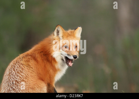 Müde Rotfuchs im Herbst Stockfoto