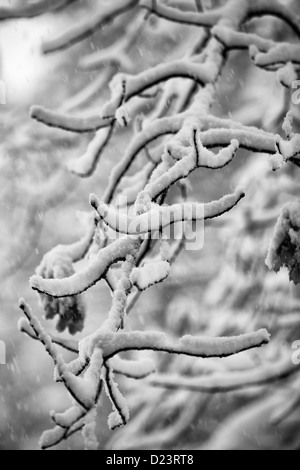 Schwarz und weiß von Schnee, der auf einer Eiche Ast Stockfoto