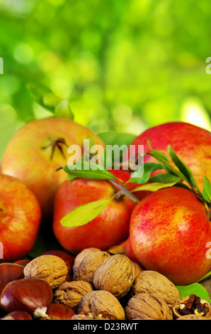 Herbstliche Früchte mit Kastanien, Walnüsse und Granatäpfel Stockfoto