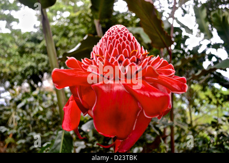 Rote Taschenlampe Ginger Flower Stockfoto
