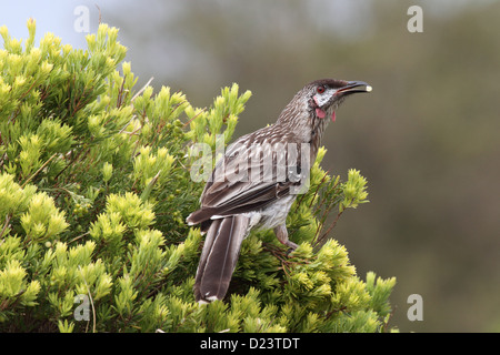 Rotes Wattlebird, Anthochaera Carunculata, alleinstehenden thront mit Obst im Schnabel Stockfoto