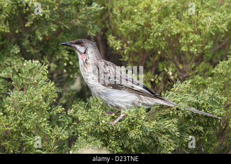 Rotes Wattlebird, Anthochaera Carunculata, alleinstehenden thront Stockfoto