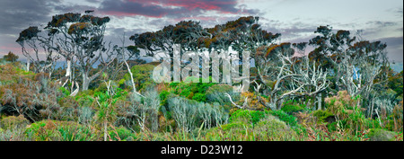 Dinosaurier-Bäume in Neuseeland Stockfoto