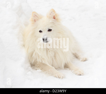 Ein American Eskimo Hund im Schnee zu legen. Stockfoto