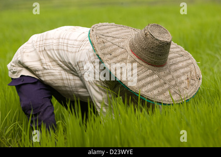 Burmesischen Migranten arbeiten im Reisfeld in Mae Cham, Chiang Mai, Nord Thailand Stockfoto