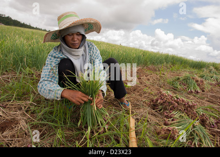 Burmesischen Migranten arbeiten im Reisfeld in Mae Cham, Chiang Mai, Nord Thailand Stockfoto