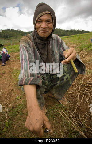 Burmesischen Migranten arbeiten im Reisfeld in Mae Cham, Chiang Mai, Nord Thailand Stockfoto