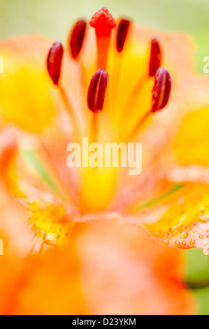 Lilium Bulbiferum, Feuerlilie, Feuer-Lilie und Tiger-Lilie Stockfoto