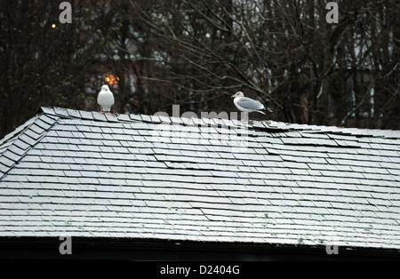 Brighton Sussex UK 14. Januar 2013 - Zittern Silbermöwen auf einem Dach in Queens Park Brighton nach eine leichte Abstauben von Schnee über Nacht Foto von Simon Dack/Alamy Live News Stockfoto