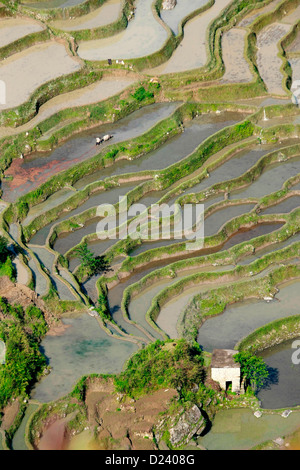 Blick auf die spektakuläre Reisterrassen in der Nähe von Yuanyang, Yunnan, Süd-West-China. Stockfoto