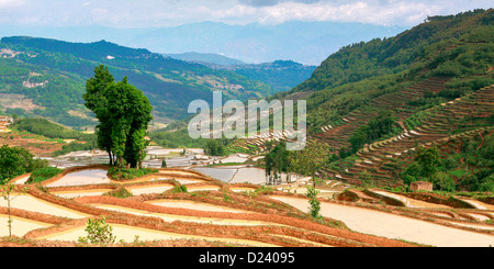 Blick auf die spektakuläre Reisterrassen in der Nähe von Yuanyang, Yunnan, Süd-West-China. Stockfoto