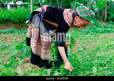 Eine Blume h ' Mong Tribeswoman sammeln von Pflanzen aus ihrem Garten in einem Dorf in der Nähe von Bac Ha, Vietnam, Südostasien. Stockfoto