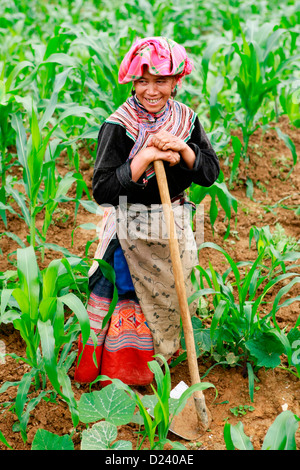 Porträt von einem bunten Flower Hmong-Tribeswoman in den Feldern in der Nähe von Xin Mann in Ha Giang Provinz, Nord-West-Vietnam, Asien. Stockfoto