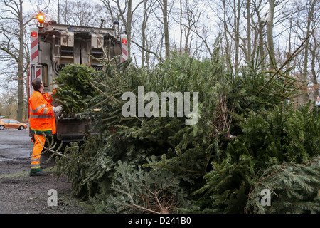 Mitarbeiter des kommunalen Entsorgungsunternehmen Hamburg sammeln Weihnachtsbäume in Hamburg, Deutschland, 11. Januar 2013. Die Bäume Arre Datencenter in Biogas und Kompost-Anlage. Etwa 300.000 Weihnachten werden jedes Jahr in Hamburg gesammelt. Foto: ULRICH PERREY Stockfoto
