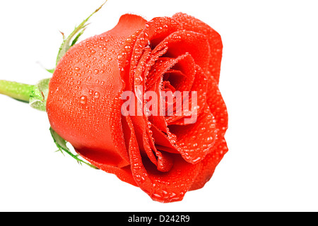 Rote Rose auf dem weißen Hintergrund Stockfoto