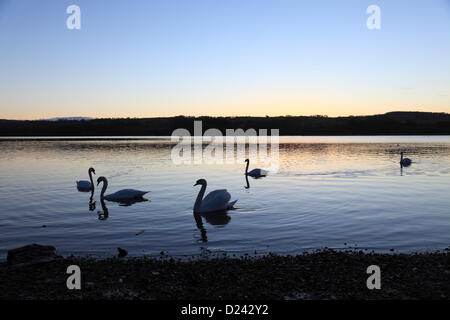 Castle Semple Country Park, Lochwinnoch, Renfrewshire, Schottland, Großbritannien, Montag, 14. Januar 2013. Im Gegensatz zu anderen Teilen des Vereinigten Königreichs hatte Lochwinnoch einen kalten Start mit einem klaren Himmel bei Sonnenaufgang mit Schwänen, die am frühen Morgen im Castle Semple Loch im Clyde Muirshiel Regional Park paddeln Stockfoto