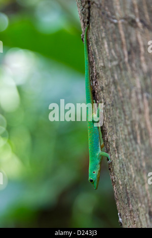 Gecko Phelsuma sundbergi Stockfoto