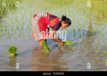 Indische Frau junge Reis Pflanzen in einem Reisfeld. Andhra Pradesh, Indien Stockfoto