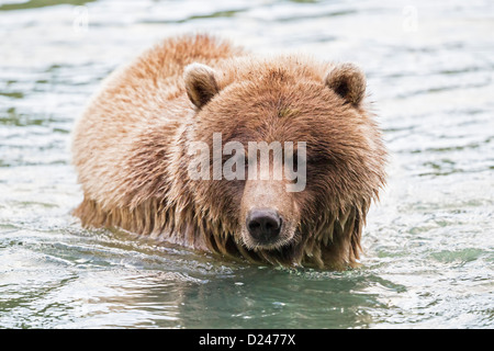 USA, Alasaka, Braunbären in Chilkoot Lake Stockfoto