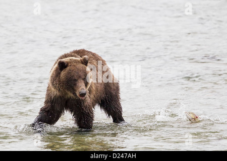 USA, Alasaka, Braunbären in Chilkoot Lake Stockfoto