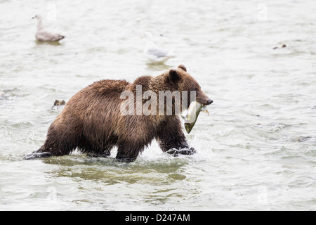 USA, Alasaka, Braunbären in Chilkoot Lake mit Gefangenen Lachs Stockfoto