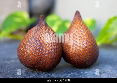 Nahaufnahme von Salak Frucht auf schwarzem Vulkangestein mit grünen Blättern im Hintergrund Stockfoto