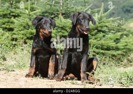 Hund Beauceron / Berger de Beauce Welpen (schwarz und braun) Stockfoto