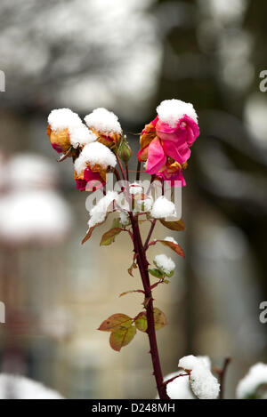 Cambridge, UK. 14. Januar 2013. Schnee auf Rosen in Cambridge UK heute Credit: JAMES LINSELL-CLARK / Alamy Live News Stockfoto