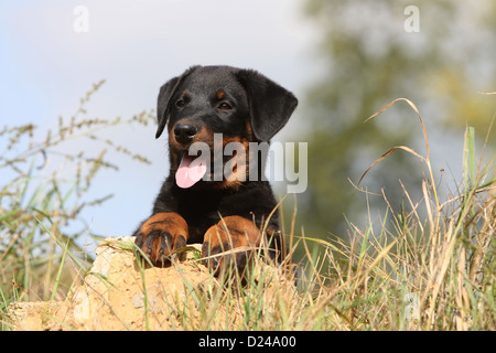 Hund Beauceron / Berger de Beauce Welpen (schwarz und braun) auf dem Boden liegend Stockfoto