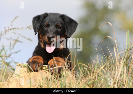 Hund Beauceron / Berger de Beauce Welpen (schwarz und braun) auf dem Boden liegend Stockfoto