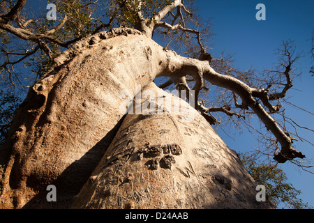 Madagaskar, Morondava, Graffiti, geschnitzt in die Liebenden umschlungen Baobab-Bäume Stockfoto