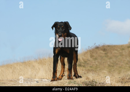 Hund Beauceron / Berger de Beauce jung (Black And Tan) stehend Stockfoto