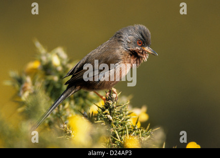 Dartford Warbler Sylvia Undata Vogel Heide Stockfoto